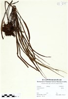 藏品(書帶蕨)的圖片